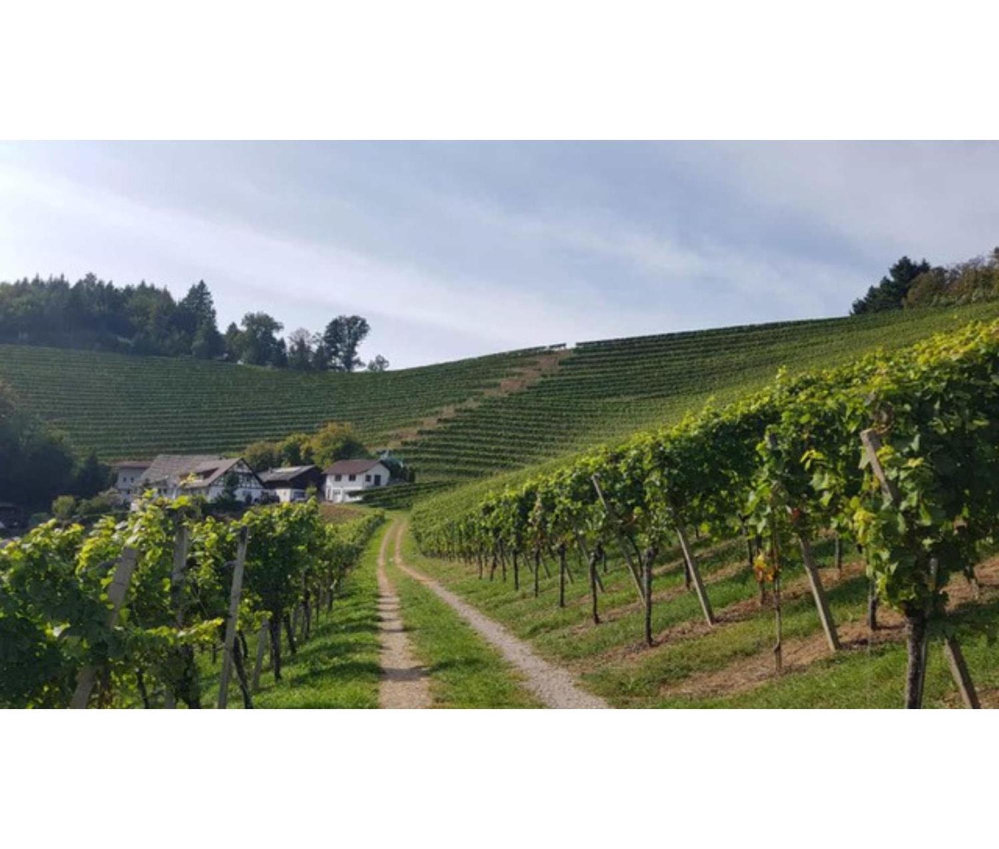 Appartamento Schwarzwaldglueck Oberkirch  Esterno foto